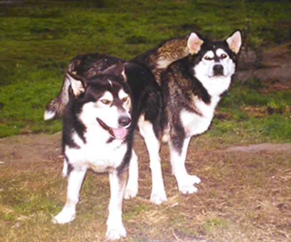 Thunder and Miska